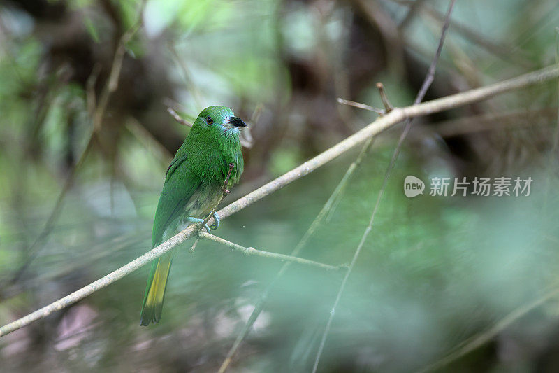 食蜂鸟:幼红须食蜂鸟(Nyctyornis amictus)。